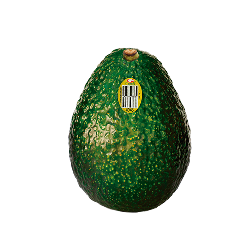 Aguacate